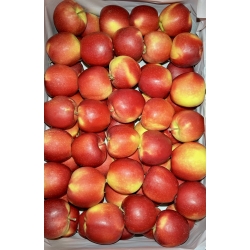 Jabłko Gala ~ 2kg